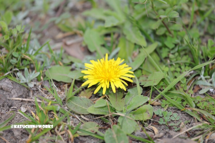 2019/03/30 公園の黄花A 01 2019/03/30 公園の黄花A 01