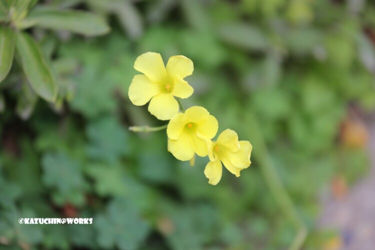 2019/03/30 公園の黄花B 01 2019/03/30 公園の黄花B 01