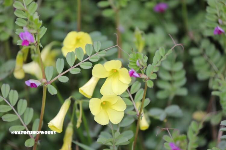 2019/03/30 公園の黄花B 02 2019/03/30 公園の黄花B 02