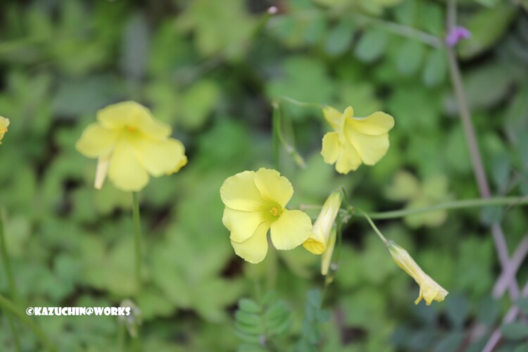 2019/03/30 公園の黄花B 03 2019/03/30 公園の黄花B 03