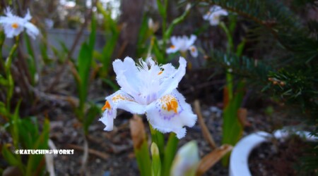 2007/04/08 おまけ 2007/04/08 おまけ