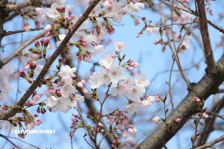 2019/03/31 伊勢研修旅行 出発地の桜 01 2019/03/31 伊勢研修旅行 出発地の桜 01