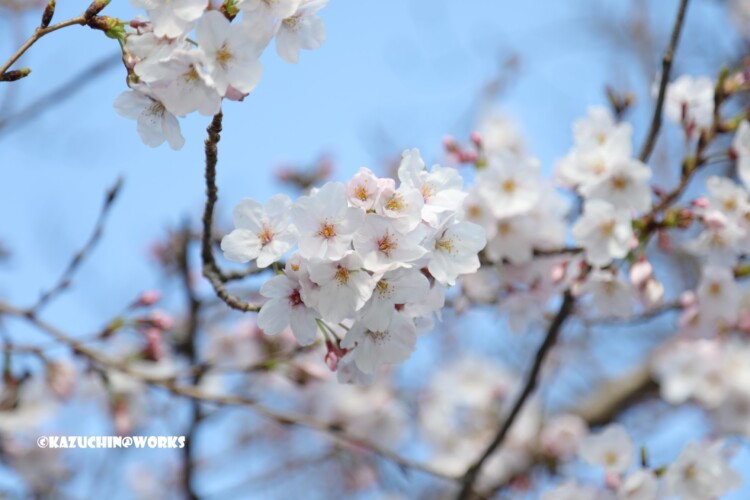 2019/03/31 伊勢研修旅行 出発地の桜 02 2019/03/31 伊勢研修旅行 出発地の桜 02