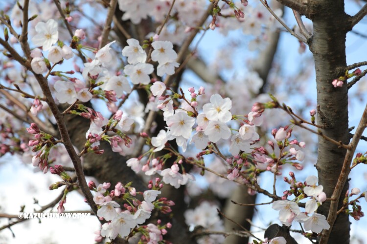 2019/03/31 伊勢研修旅行 出発地の桜 03 2019/03/31 伊勢研修旅行 出発地の桜 03