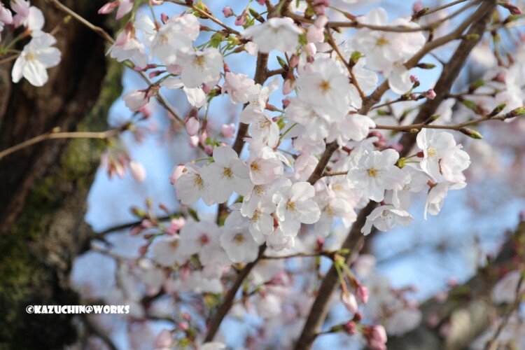 2019/03/31 伊勢研修旅行 出発地の桜 04 2019/03/31 伊勢研修旅行 出発地の桜 04