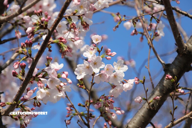 2019/03/31 伊勢研修旅行 出発地の桜 05 2019/03/31 伊勢研修旅行 出発地の桜 05