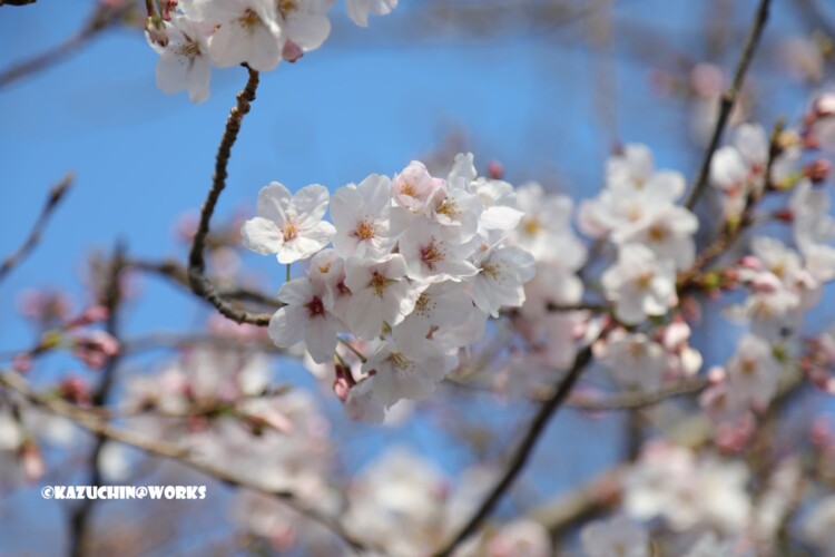 2019/03/31 伊勢研修旅行 出発地の桜 06 2019/03/31 伊勢研修旅行 出発地の桜 06