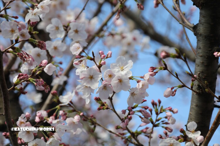 2019/03/31 伊勢研修旅行 出発地の桜 07 2019/03/31 伊勢研修旅行 出発地の桜 07