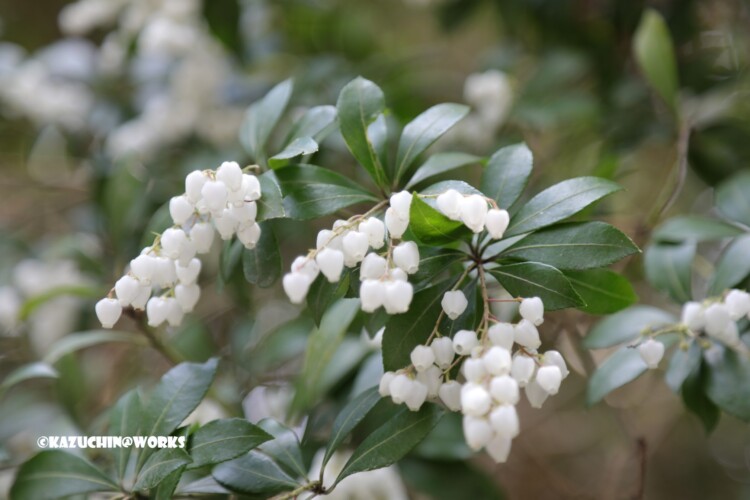 2019/03/31 伊勢神宮に咲くかわいいの 01 2019/03/31 伊勢神宮に咲くかわいいの 01
