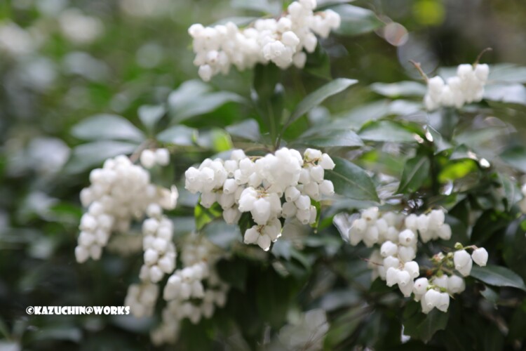 2019/03/31 伊勢神宮に咲くかわいいの 02 2019/03/31 伊勢神宮に咲くかわいいの 02