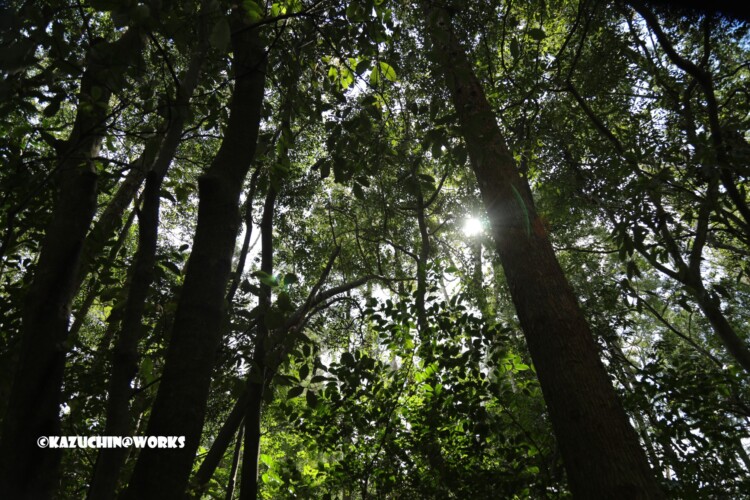 2019/03/31 伊勢神宮の長老たち 01 2019/03/31 伊勢神宮の長老たち 01