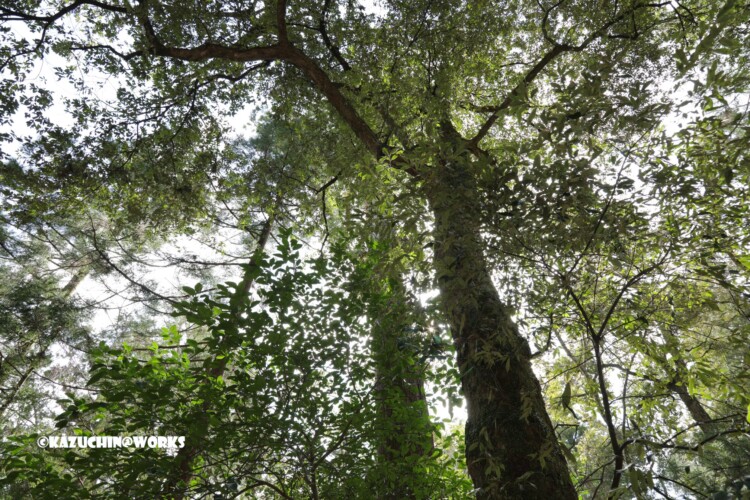 2019/03/31 伊勢神宮の長老たち 02 2019/03/31 伊勢神宮の長老たち 02