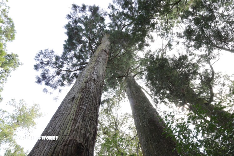 2019/03/31 伊勢神宮の長老たち 03 2019/03/31 伊勢神宮の長老たち 03