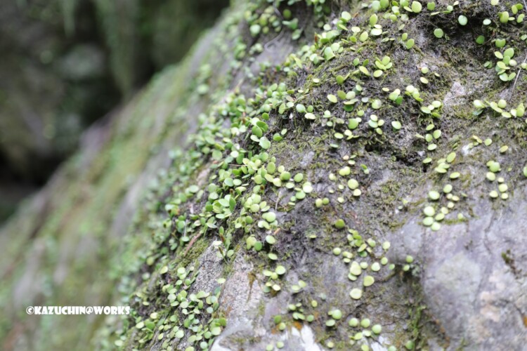 2019/03/31 伊勢神宮の張り付く草 2019/03/31 伊勢神宮の張り付く草