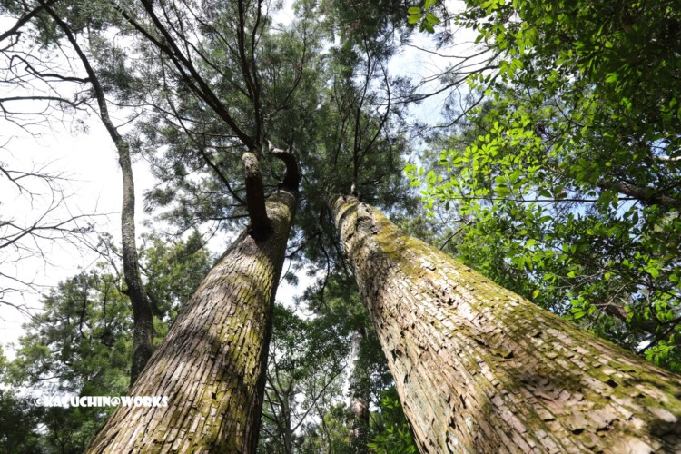 2019/03/31 伊勢神宮の長老たち 04 2019/03/31 伊勢神宮の長老たち 04