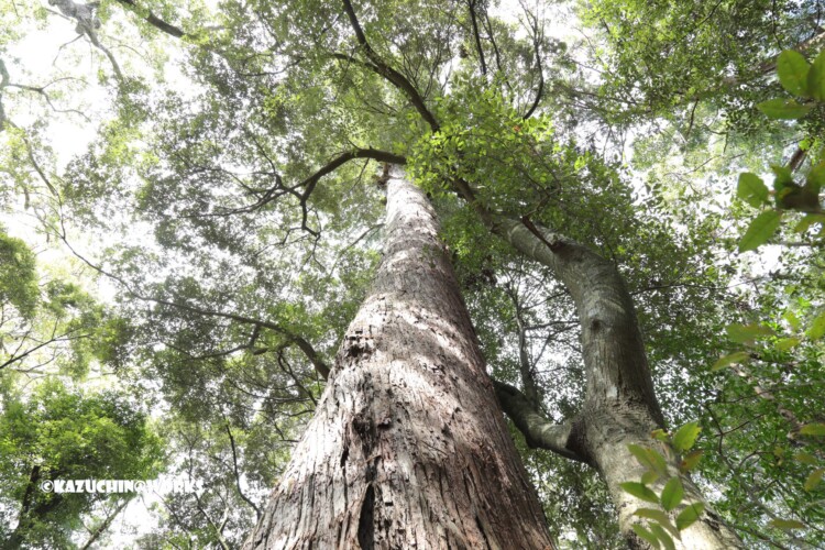 2019/03/31 伊勢神宮の長老たち 05 2019/03/31 伊勢神宮の長老たち 05
