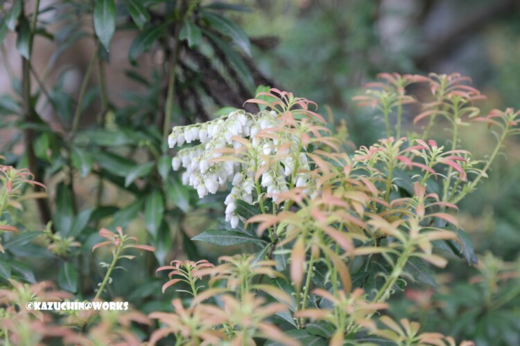 2019/03/31 伊勢神宮に咲くかわいいの 03