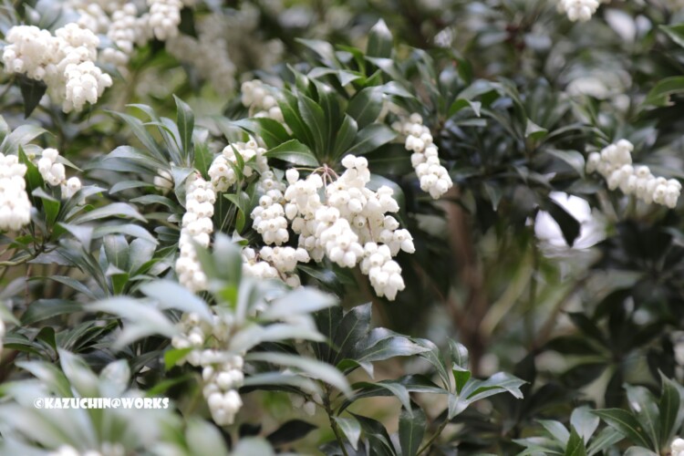 2019/03/31 伊勢神宮に咲くかわいいの 04
