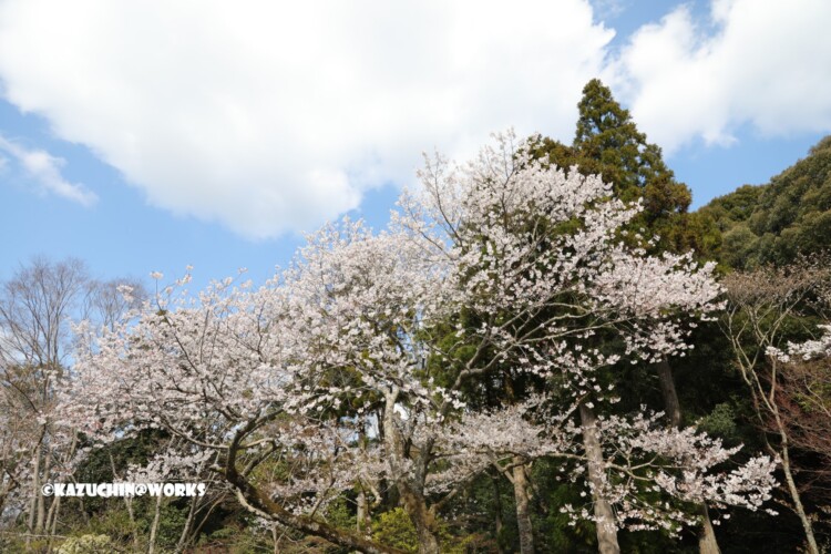 2019/03/31 伊勢神宮 お桜 01 2019/03/31 伊勢神宮 お桜 01