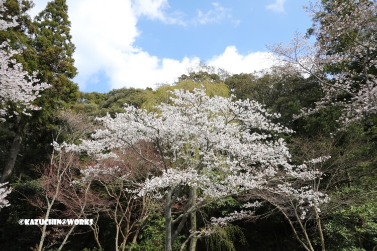 2019/03/31 伊勢神宮 お桜 02 2019/03/31 伊勢神宮 お桜 02