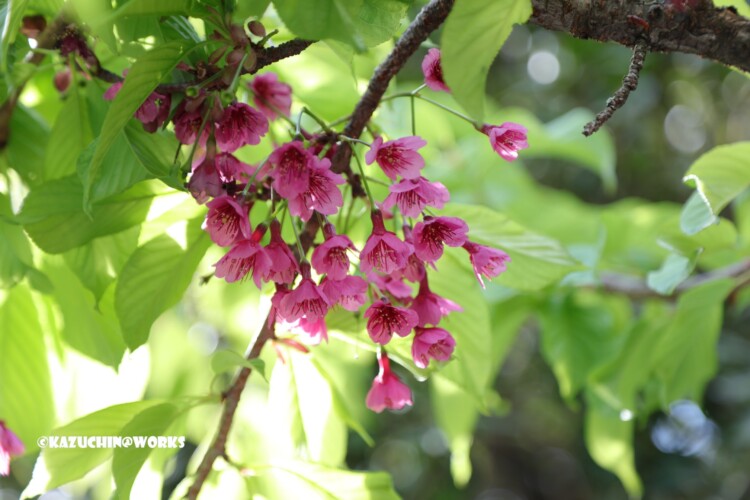 2019/03/31 伊勢神宮 ピンクい花 01 2019/03/31 伊勢神宮 ピンクい花 01