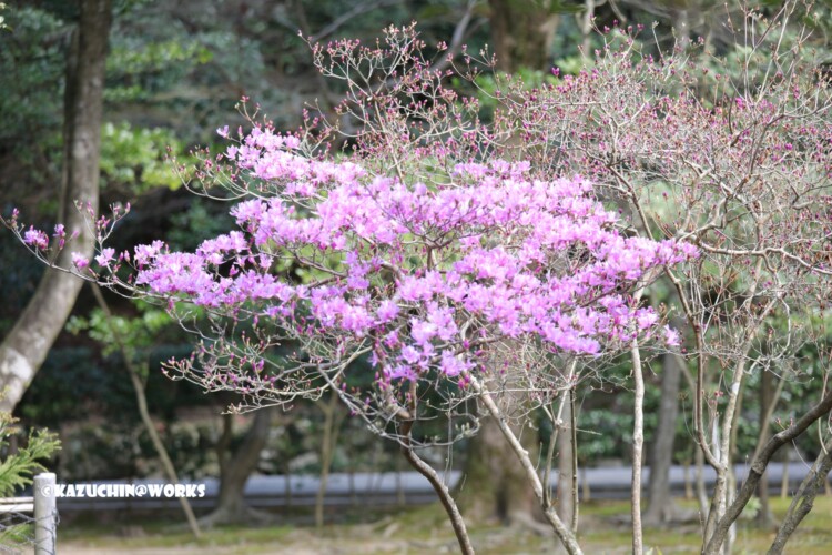 2019/03/31 伊勢神宮 ピンクい花 02 2019/03/31 伊勢神宮 ピンクい花 02