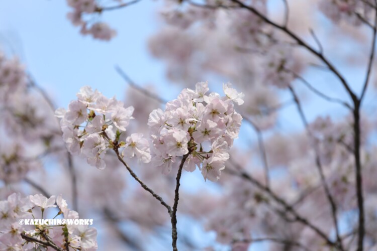 2019/03/31 伊勢神宮 お桜 03 2019/03/31 伊勢神宮 お桜 03