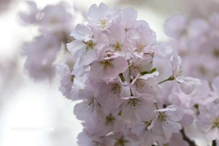 2019/03/31 伊勢神宮 お桜 04 2019/03/31 伊勢神宮 お桜 04