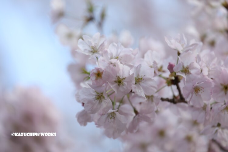 2019/03/31 伊勢神宮 お桜 05 2019/03/31 伊勢神宮 お桜 05