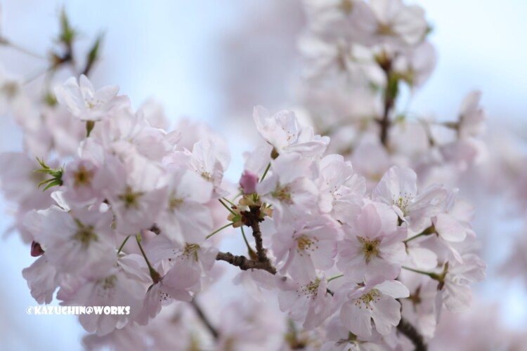 2019/03/31 伊勢神宮 お桜 06 2019/03/31 伊勢神宮 お桜 06