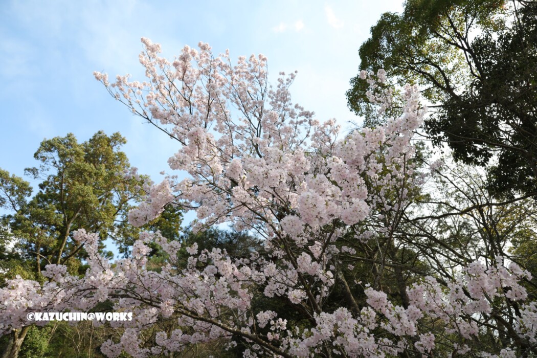 2019/03/31 伊勢神宮 お桜 07 2019/03/31 伊勢神宮 お桜 07