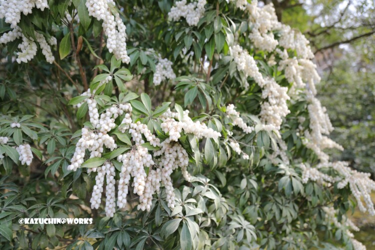 2019/03/31 伊勢神宮に咲くかわいいの 05 2019/03/31 伊勢神宮に咲くかわいいの 05