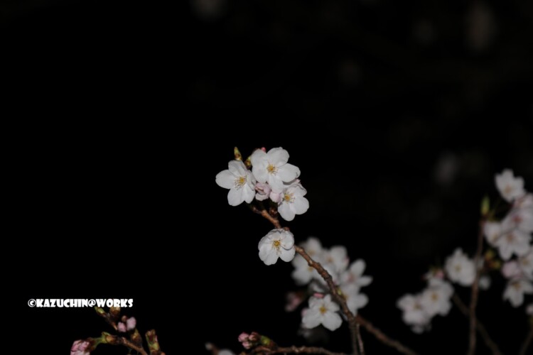 2019/04/04 荒子川公園の桜 01 2019/04/04 荒子川公園の桜 01