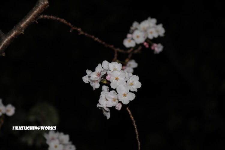 2019/04/04 荒子川公園の桜 02 2019/04/04 荒子川公園の桜 02