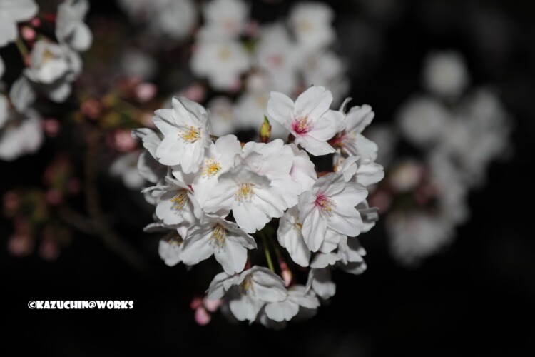 2019/04/04 荒子川公園の桜 03 2019/04/04 荒子川公園の桜 03