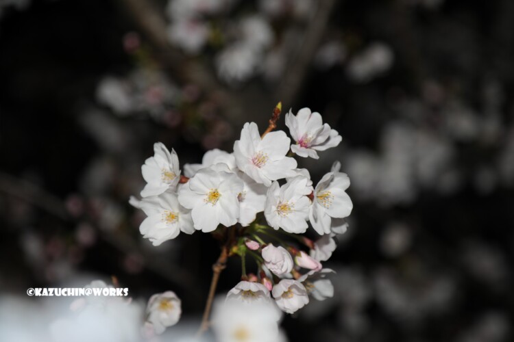 2019/04/04 荒子川公園の桜 04 2019/04/04 荒子川公園の桜 04