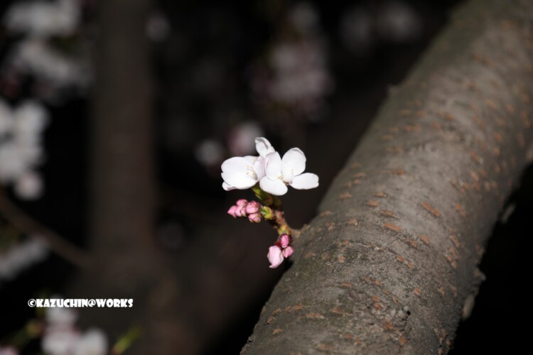 2019/04/04 荒子川公園の桜 05 2019/04/04 荒子川公園の桜 05
