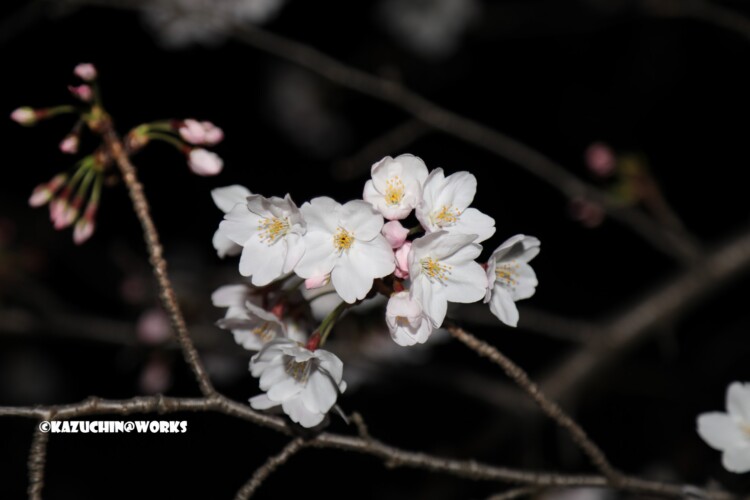 2019/04/04 荒子川公園の桜 06 2019/04/04 荒子川公園の桜 06