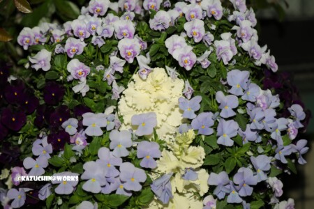 2019/04/04 荒子川公園 桜以外の花さんたち 01 2019/04/04 荒子川公園 桜以外の花さんたち 01