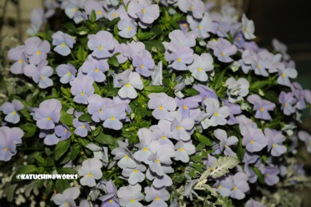 2019/04/04 荒子川公園 桜以外の花さんたち 02 2019/04/04 荒子川公園 桜以外の花さんたち 02