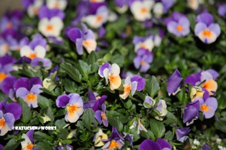 2019/04/04 荒子川公園 桜以外の花さんたち 04 2019/04/04 荒子川公園 桜以外の花さんたち 04