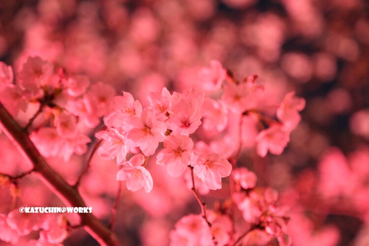 2019/04/04 荒子川公園 ライトアップ夜桜 01 2019/04/04 荒子川公園 ライトアップ夜桜 01