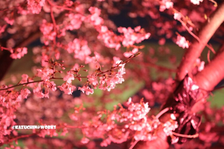 2019/04/04 荒子川公園 ライトアップ夜桜 02 2019/04/04 荒子川公園 ライトアップ夜桜 02