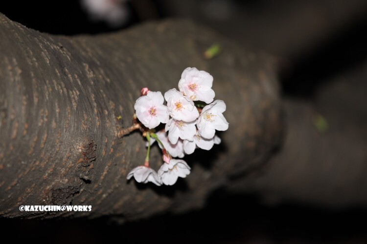 2019/04/06 荒子川公園 夜桜再び 08 2019/04/06 荒子川公園 夜桜再び 08