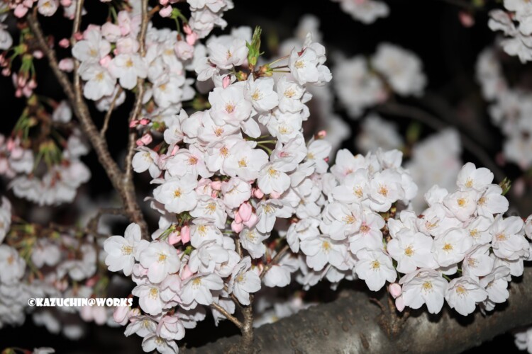 2019/04/06 荒子川公園 夜桜再び 06 2019/04/06 荒子川公園 夜桜再び 06