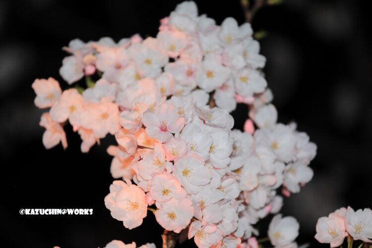 2019/04/06 荒子川公園 夜桜再び 07 2019/04/06 荒子川公園 夜桜再び 07