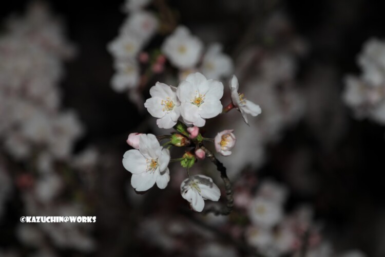 2019/04/06 荒子川公園 夜桜再び 01 2019/04/06 荒子川公園 夜桜再び 01