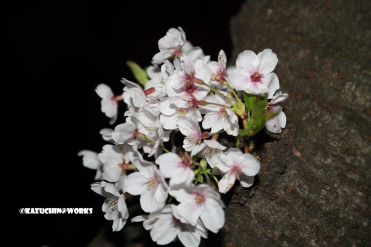 2019/04/06 荒子川公園 夜桜再び 04 2019/04/06 荒子川公園 夜桜再び 04