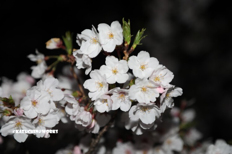 2019/04/06 荒子川公園 夜桜再び 02 2019/04/06 荒子川公園 夜桜再び 02