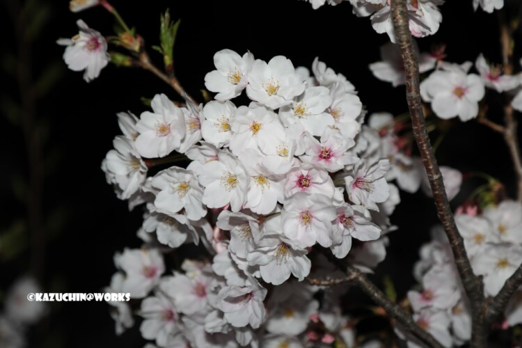 2019/04/06 荒子川公園 夜桜再び 05 2019/04/06 荒子川公園 夜桜再び 05